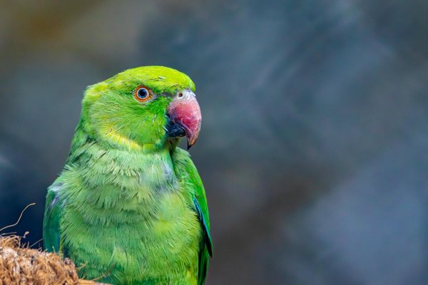 Niche igloo chien extérieur : confort et praticité réunis