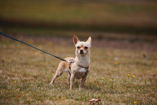 L'angora turc : un chat élégant avec une histoire fascinante