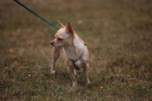 Quels sont les effets du bruit urbain sur la vie des oiseaux dans les villes?