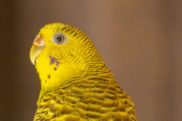 L'impact de la génétique sur la santé des chats persans