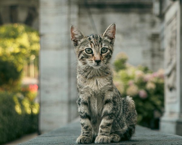 Comment les poissons-clowns entretiennent-ils leur relation symbiotique avec les anémones?