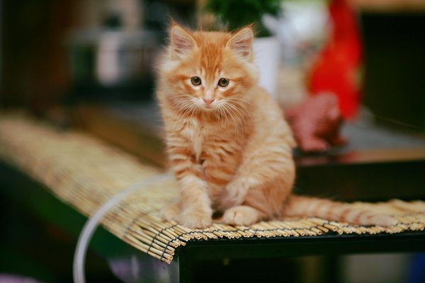 Quels sont les enjeux de la reproduction chez les chiens de race ?