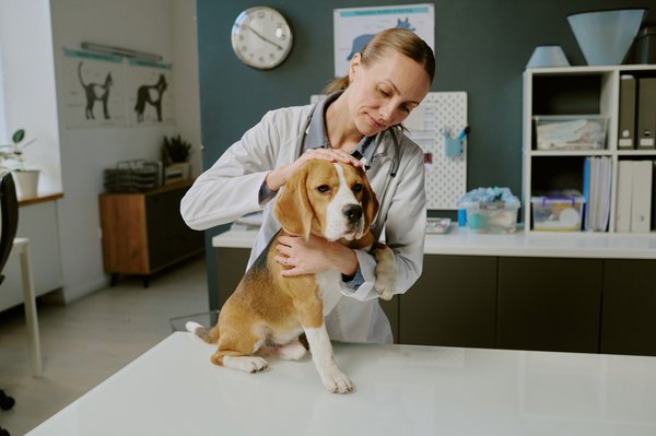 Soins d'urgence pour animaux : votre clinique vétérinaire de garde